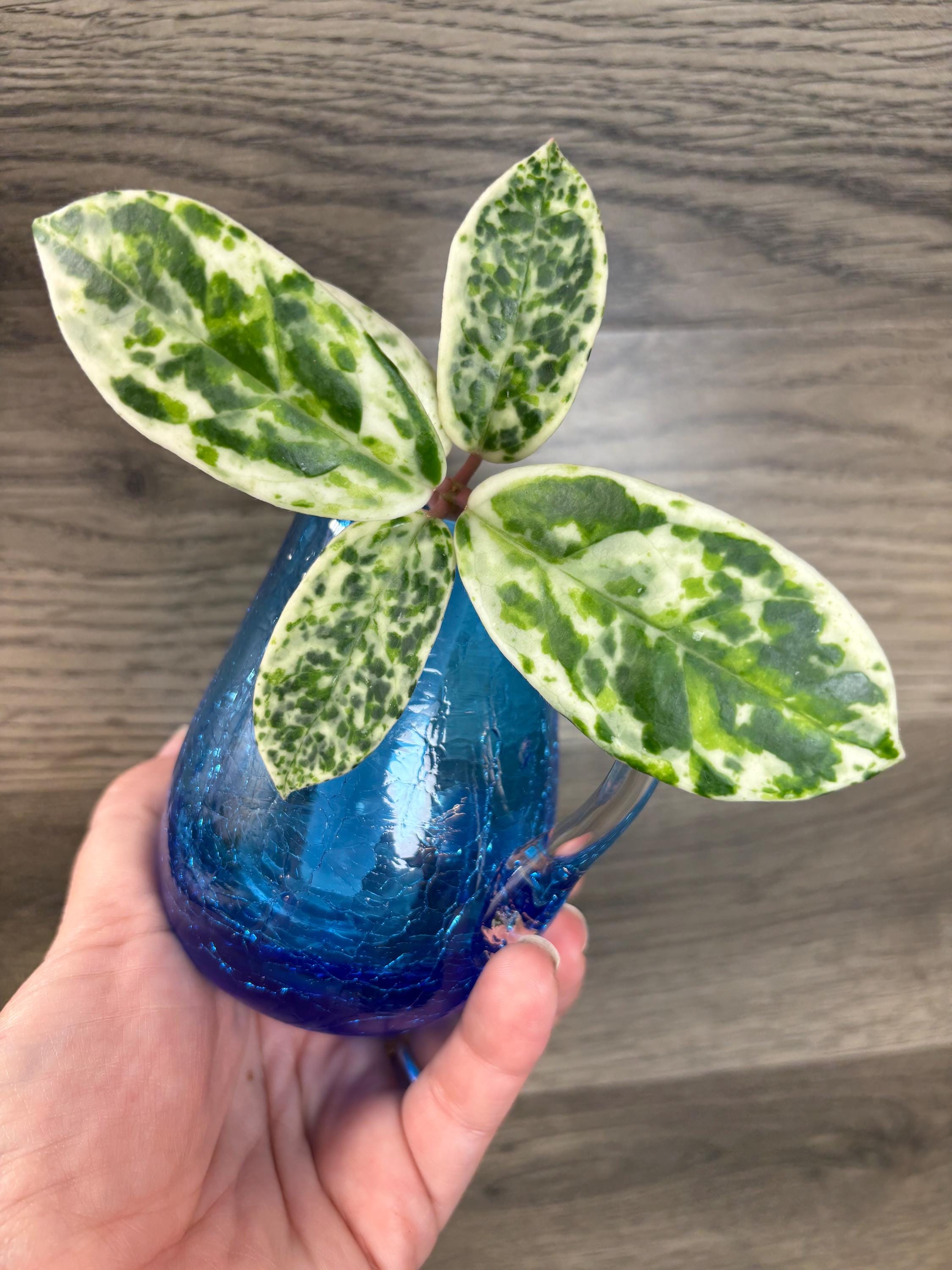 Hoya Carnosa Madara 'snow Angel's - Etsy