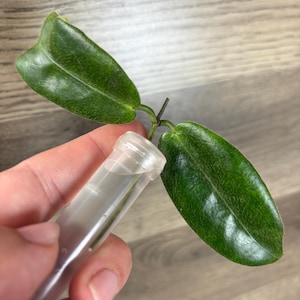 Hoya Piestolepis Plant