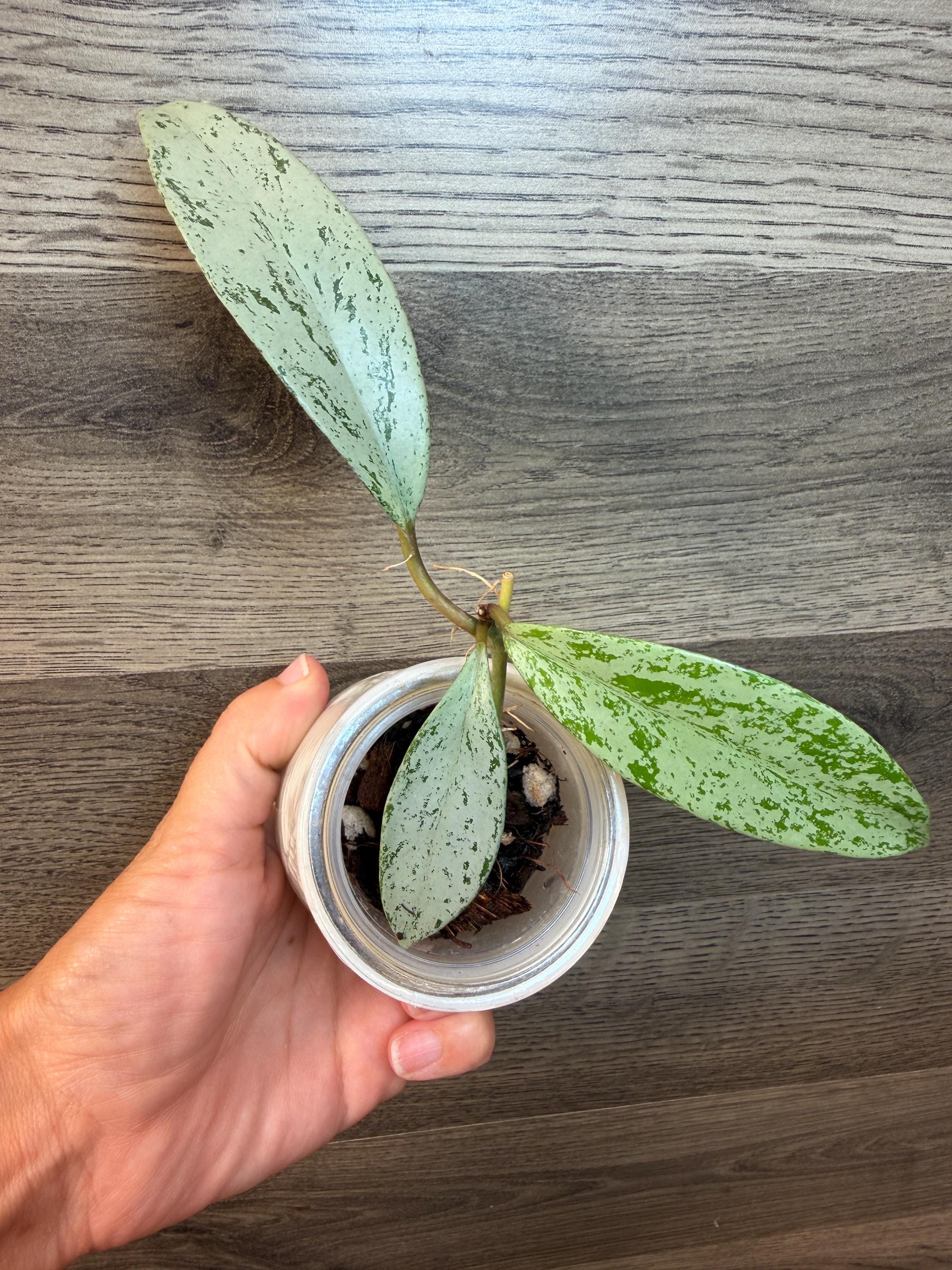 その他観葉植物 Hoya pubicalyx 'Pink Silver Ghost' Hoya Pubicalyx Pink Silver Ghost - Etsy