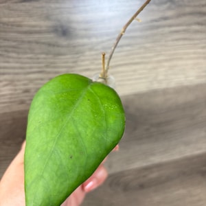 Hoya Seed 002
