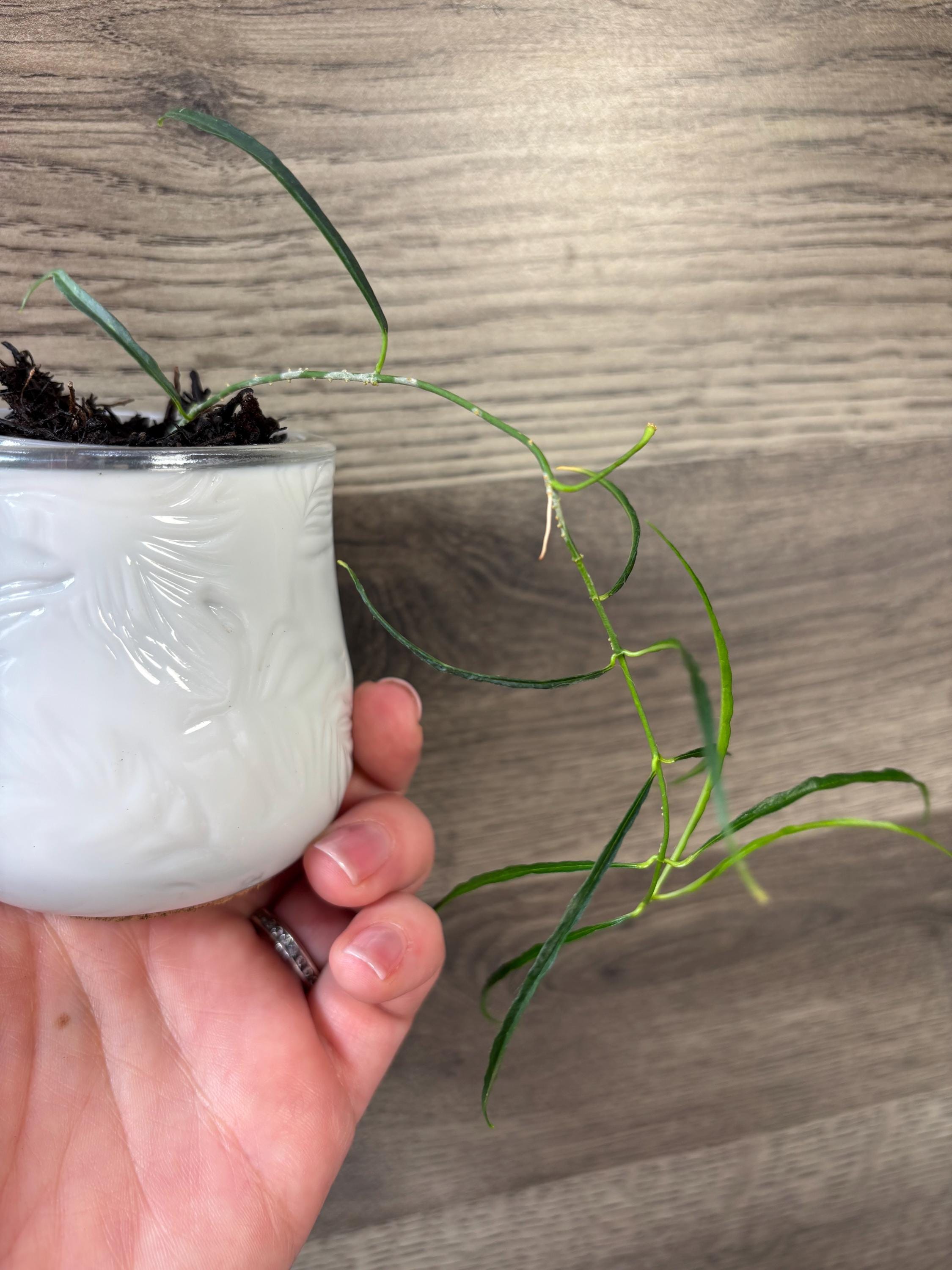 Hoya stenophylla | Vermont Hoyas