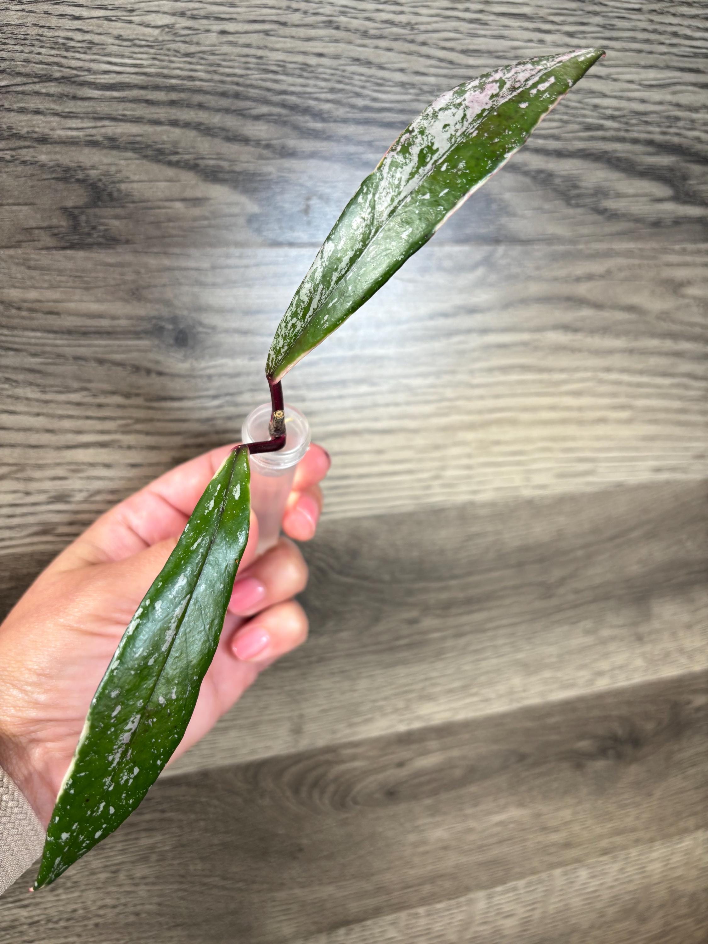 Hoya Pubicalyx RHP Outer Variegated Splash - Etsy