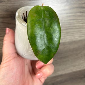 Hoya Piestolepis