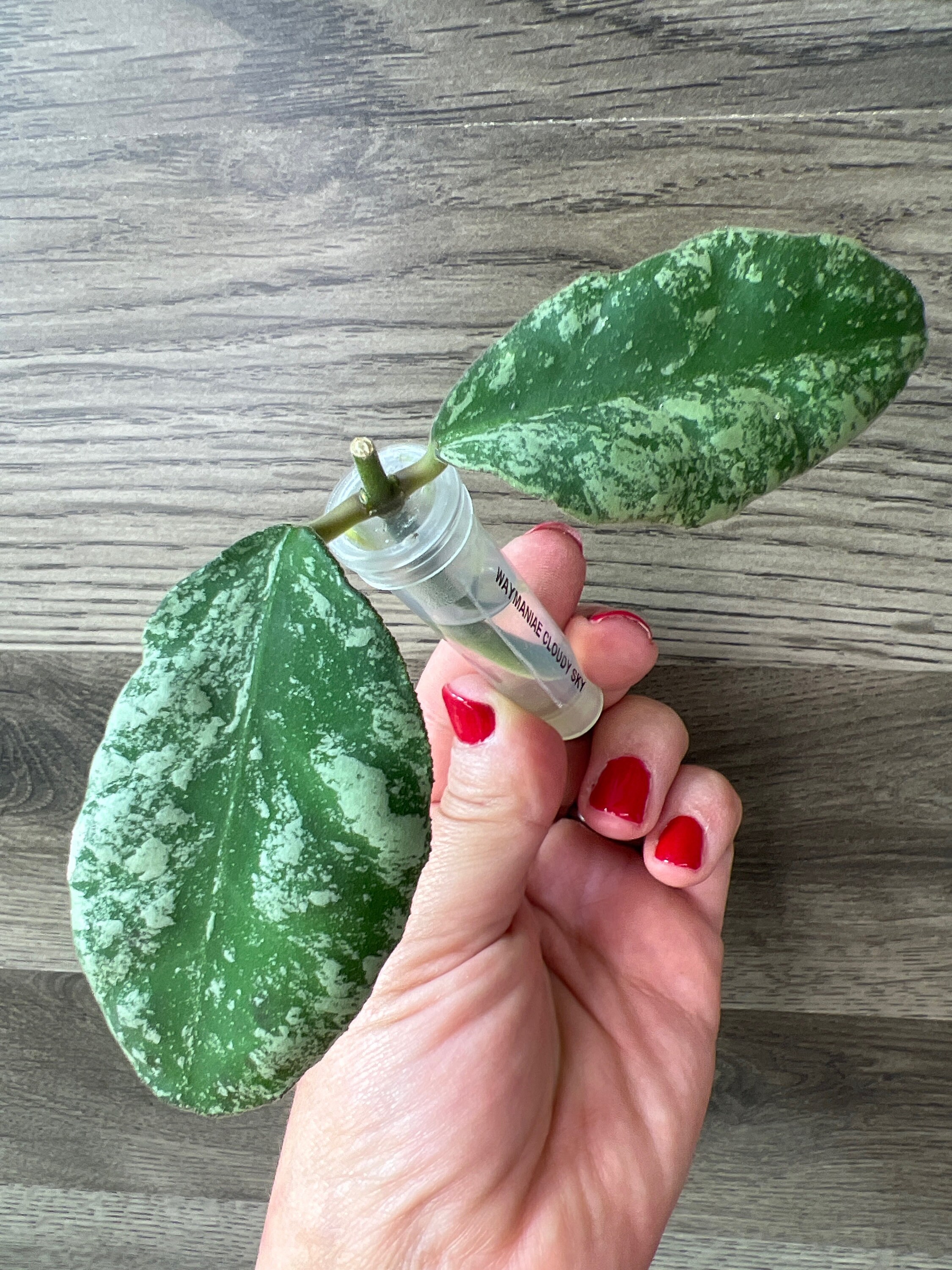 FAB ポリー・クランカ/Polly Cranka SEA MCF英語版 FAB ポリー・クランカ/Polly Cranka SEA CF英語版 EN】High Seas