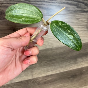 Hoya Verticillata long leaf Laos