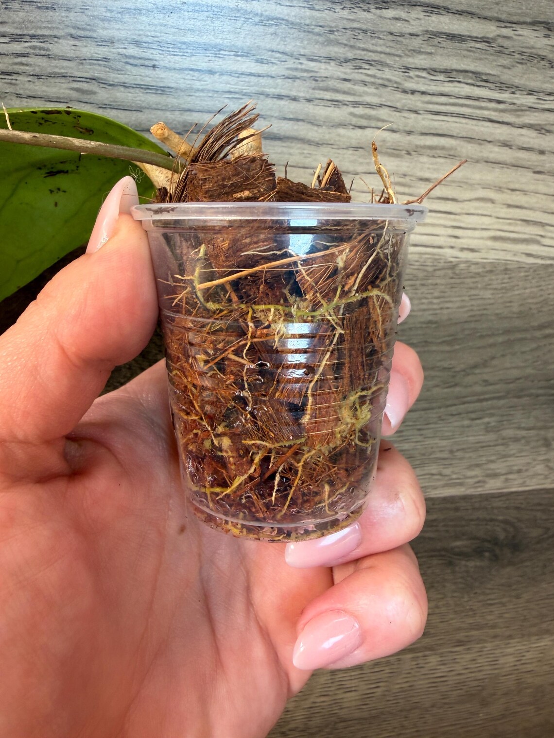 Hoya Spring Rabbit - Etsy