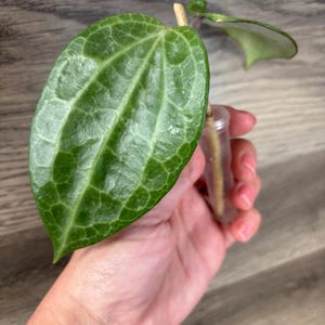 Hoya Latifolia
