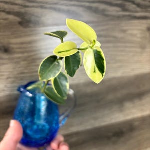 Hoya cummingiana albo