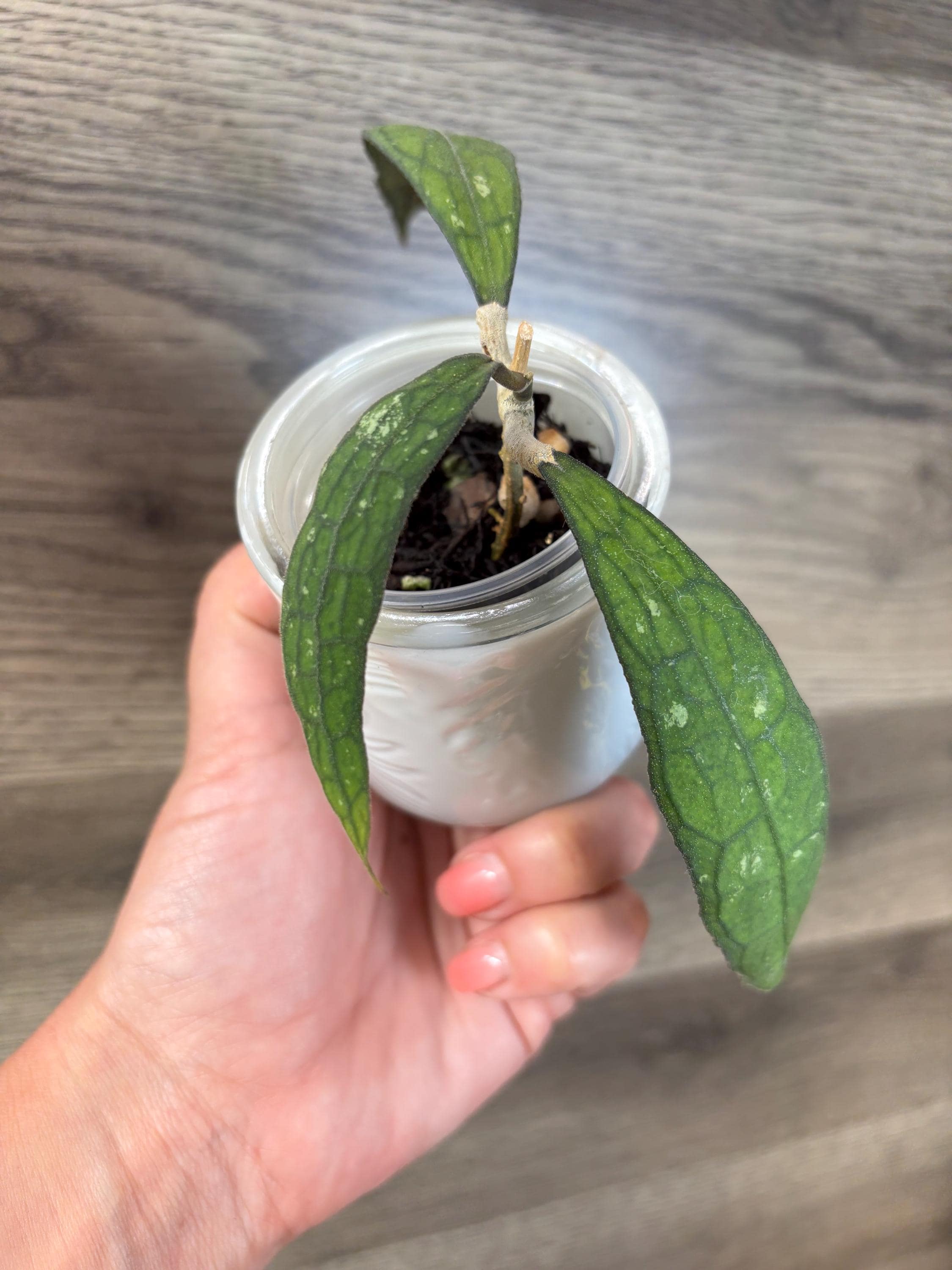 Hoya Clemensiorum Splash - Etsy