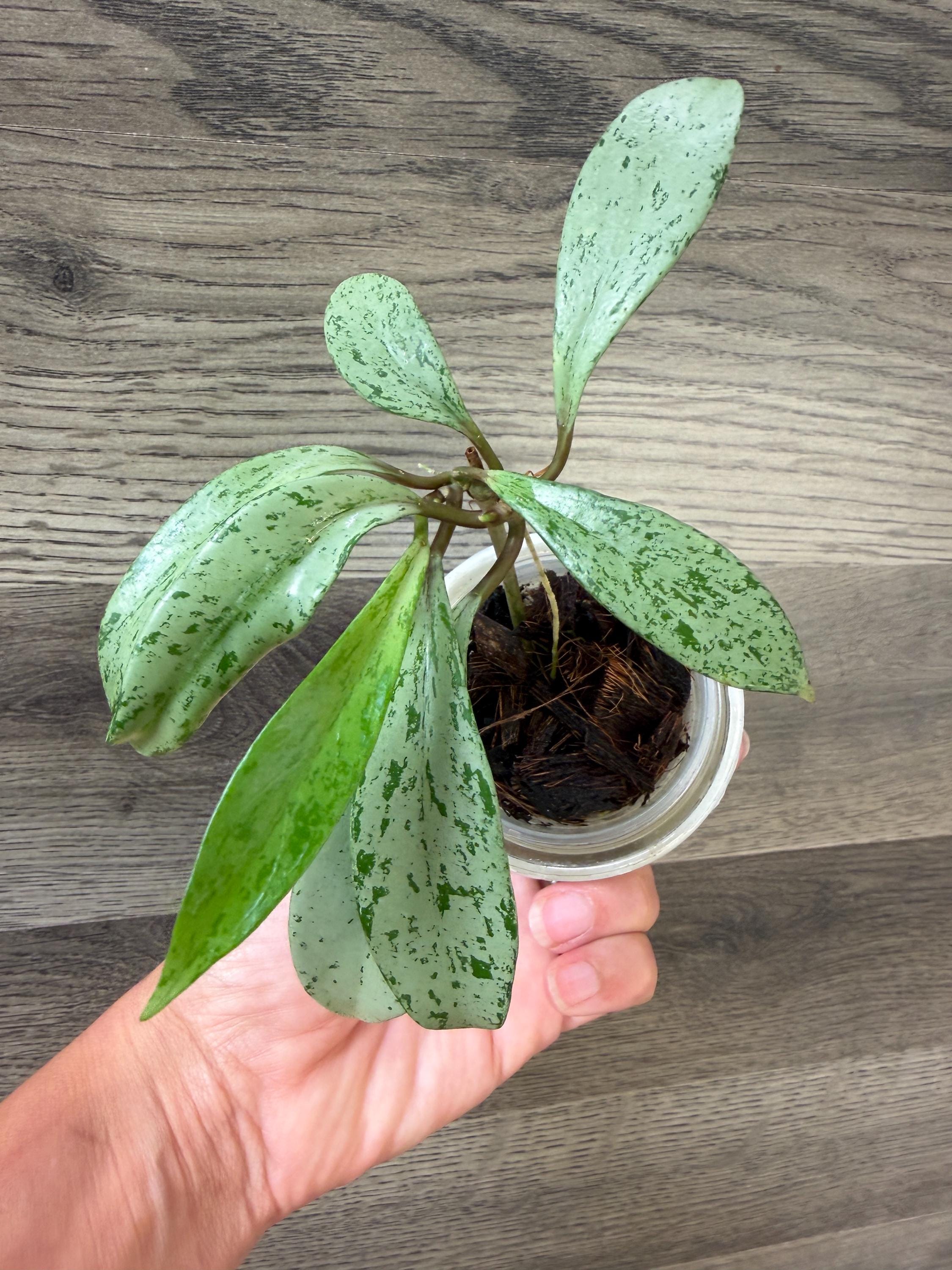 その他観葉植物 Hoya pubicalyx 'Pink Silver Ghost' Hoya Pubicalyx Pink Silver Ghost - Etsy