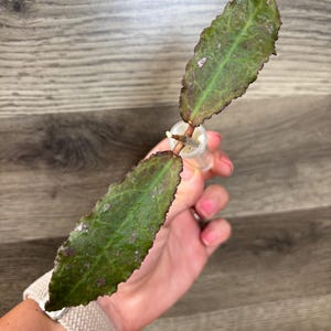 Hoya Undulata