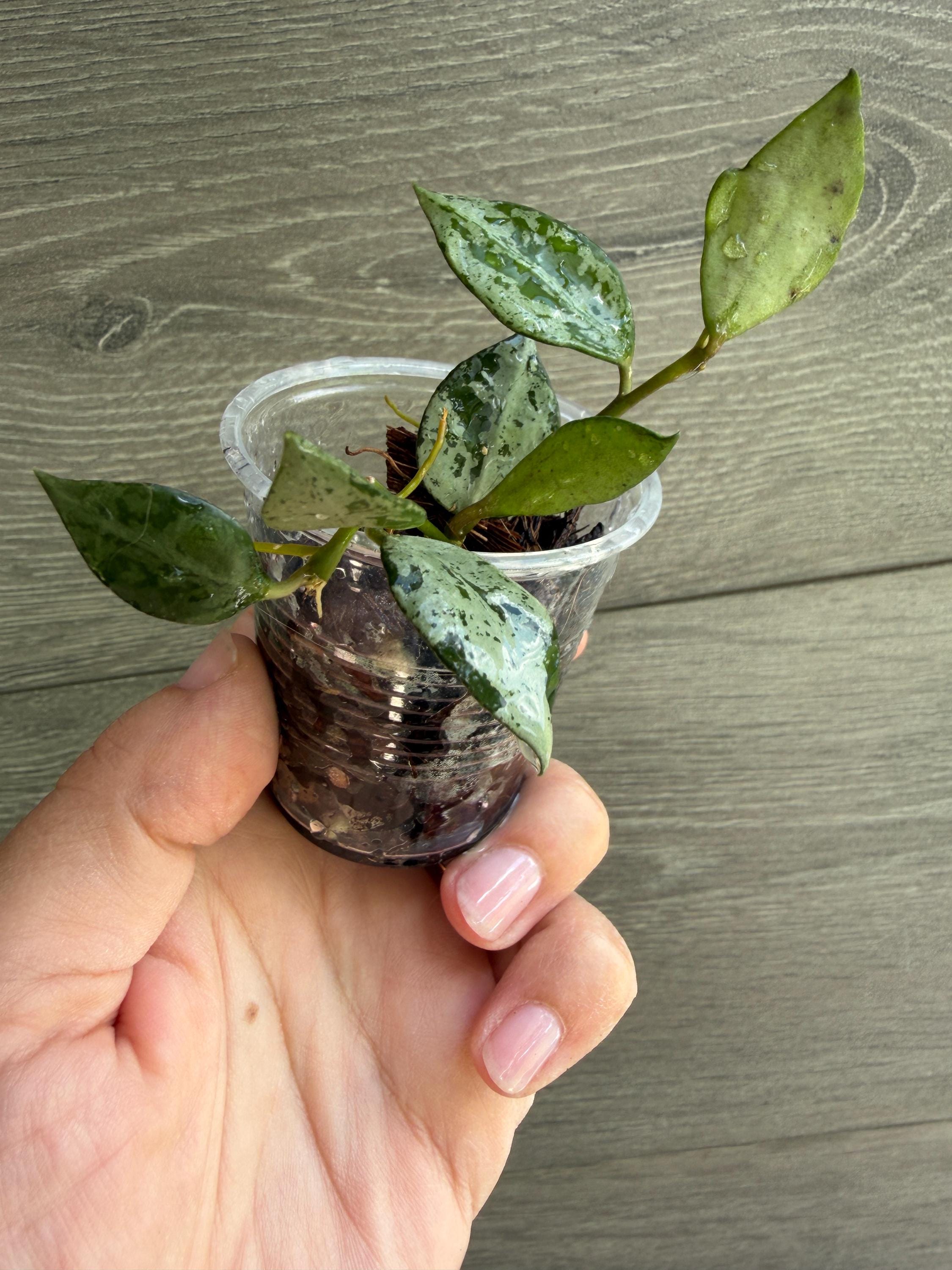 Hoya Lacunosa Green Flame - Etsy