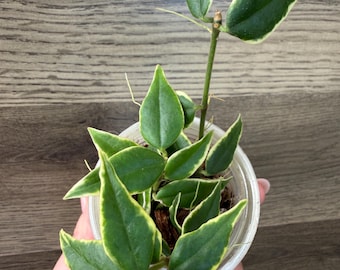 Hoya Pubicalyx RHP Outer Variegated Splash - Etsy