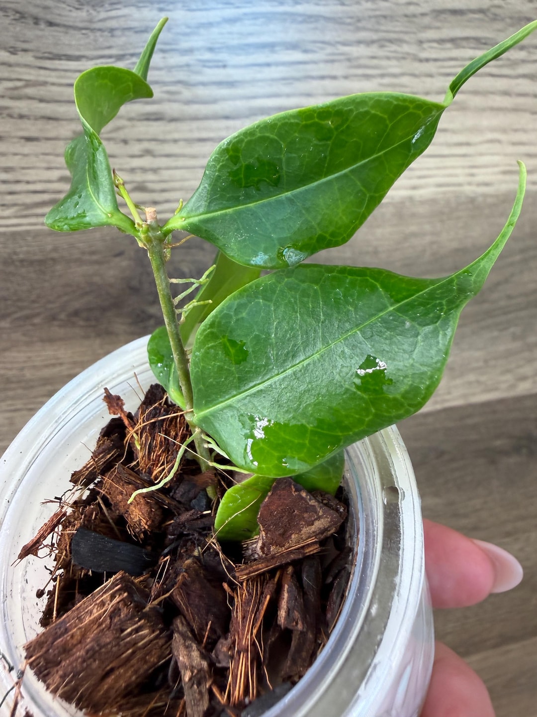 Hoya Medusa Plant - Etsy