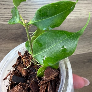 Hoya Medusa Plant