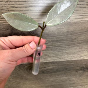 Hoya Wilbur Graves Silver