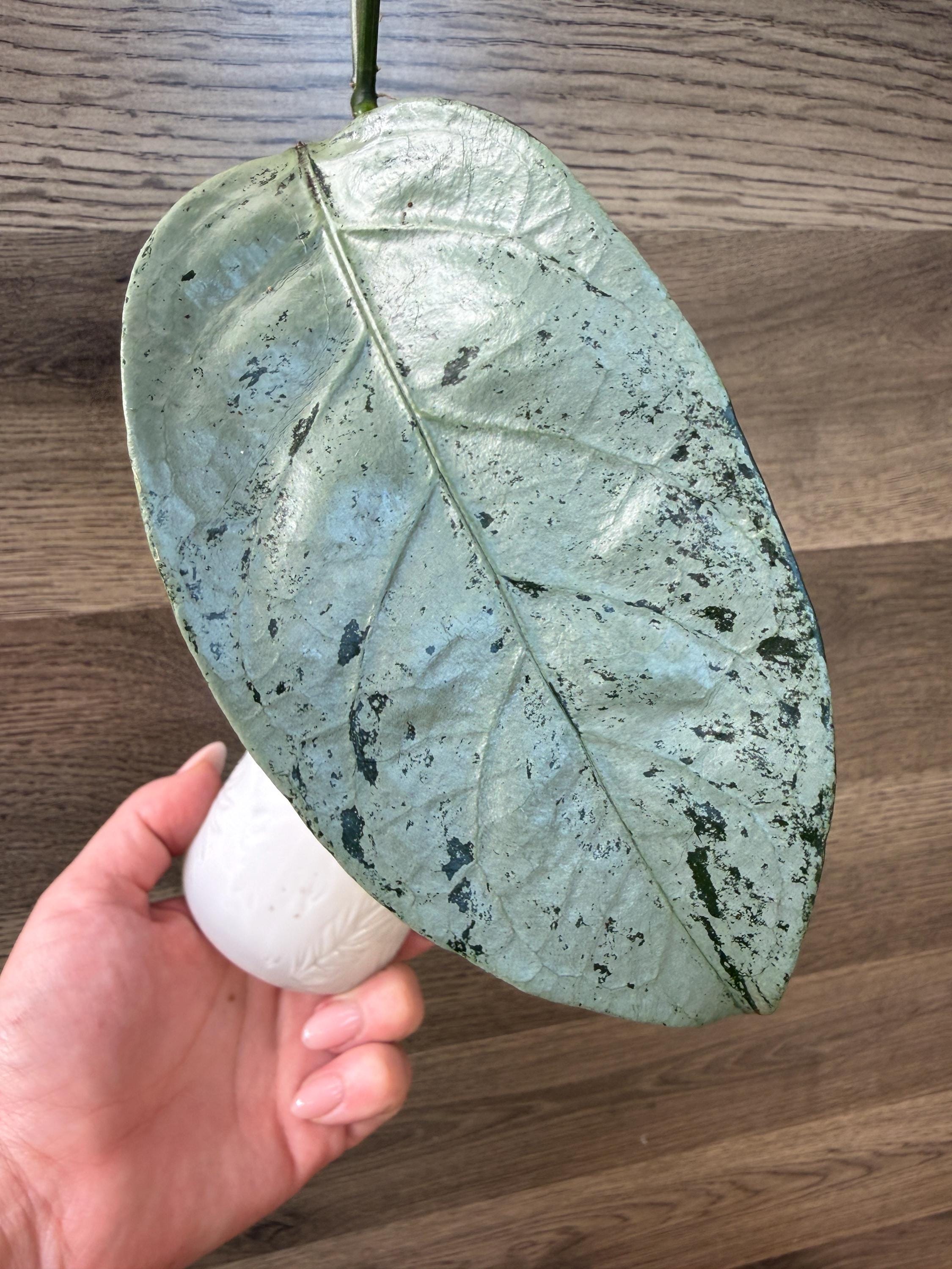 0802 Hoya coriacea silver コリアセア　シルバー Hoya Coriacea Silver - Etsy