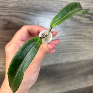 Hoya Blasherneazii Ssp. Siariae (yellow)