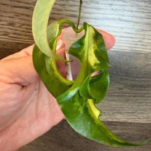 Hoya Kenejiana Variegated - Etsy