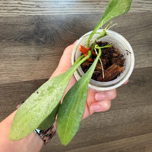 Fantasma de Hoya Nueva Guinea