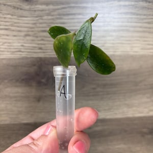 Hoya CV Elle