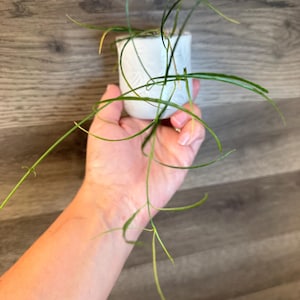 Hoya Stenophylla plant