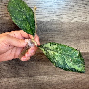 Hoya Deykeae x Chicken Farm Cutting