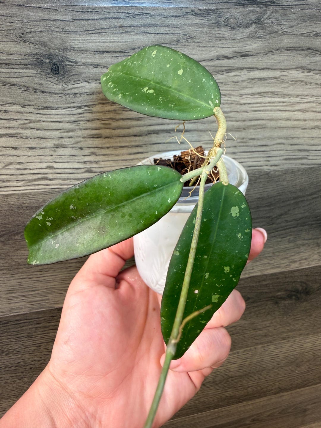 Hoya Verticillata Sulawesi - Etsy