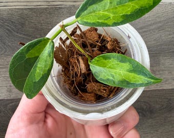 Hoya Pubicalyx RHP Outer Variegated Splash - Etsy