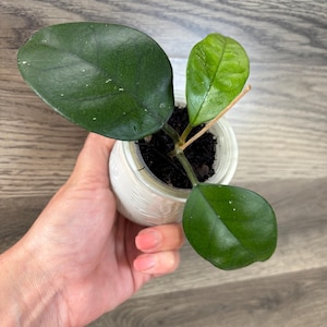 Hoya Fungii