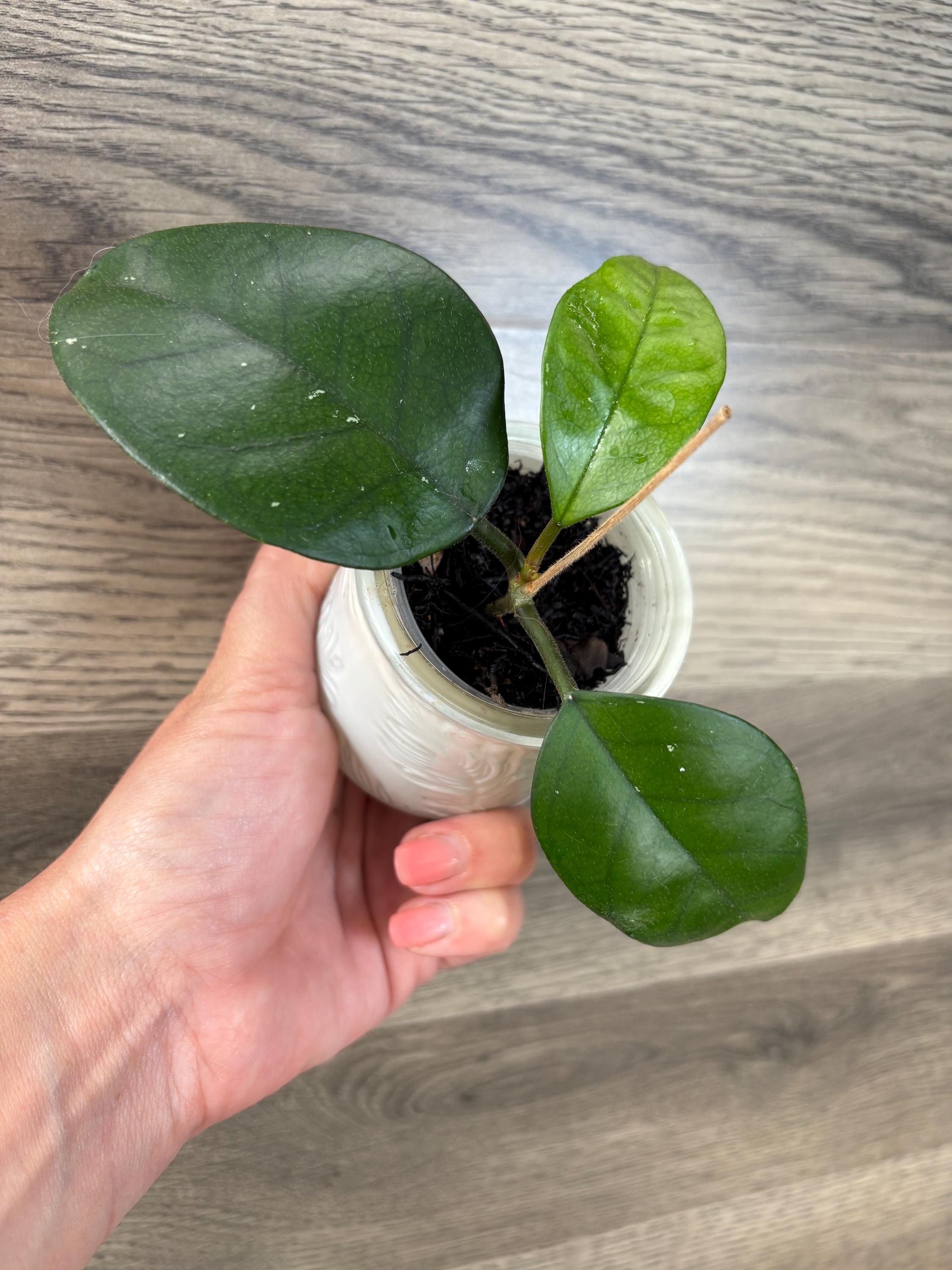 0724＊ホヤ ＊ Hoya ＊ メレディティー ＊meredithii はじめてグリーン系のHoyaのお花が咲きました（Hoya meredithii