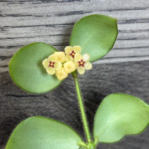 Hoya Aeschynanthoides Cutting rooting