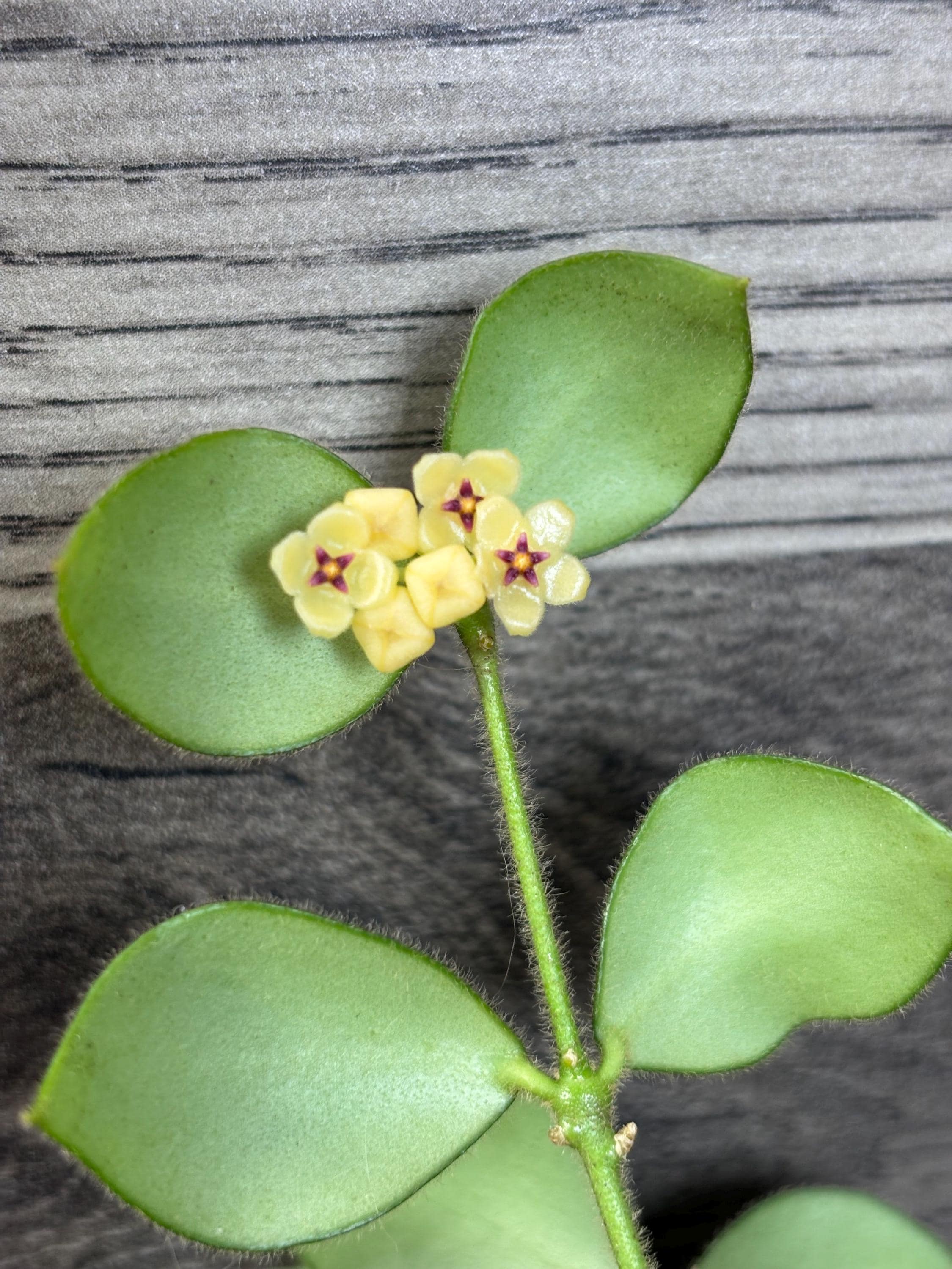 Hoya Aeschynanthus - Etsy
