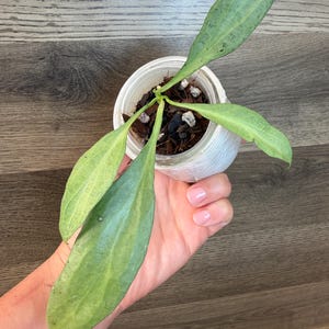 Hoya New Guinea Ghost