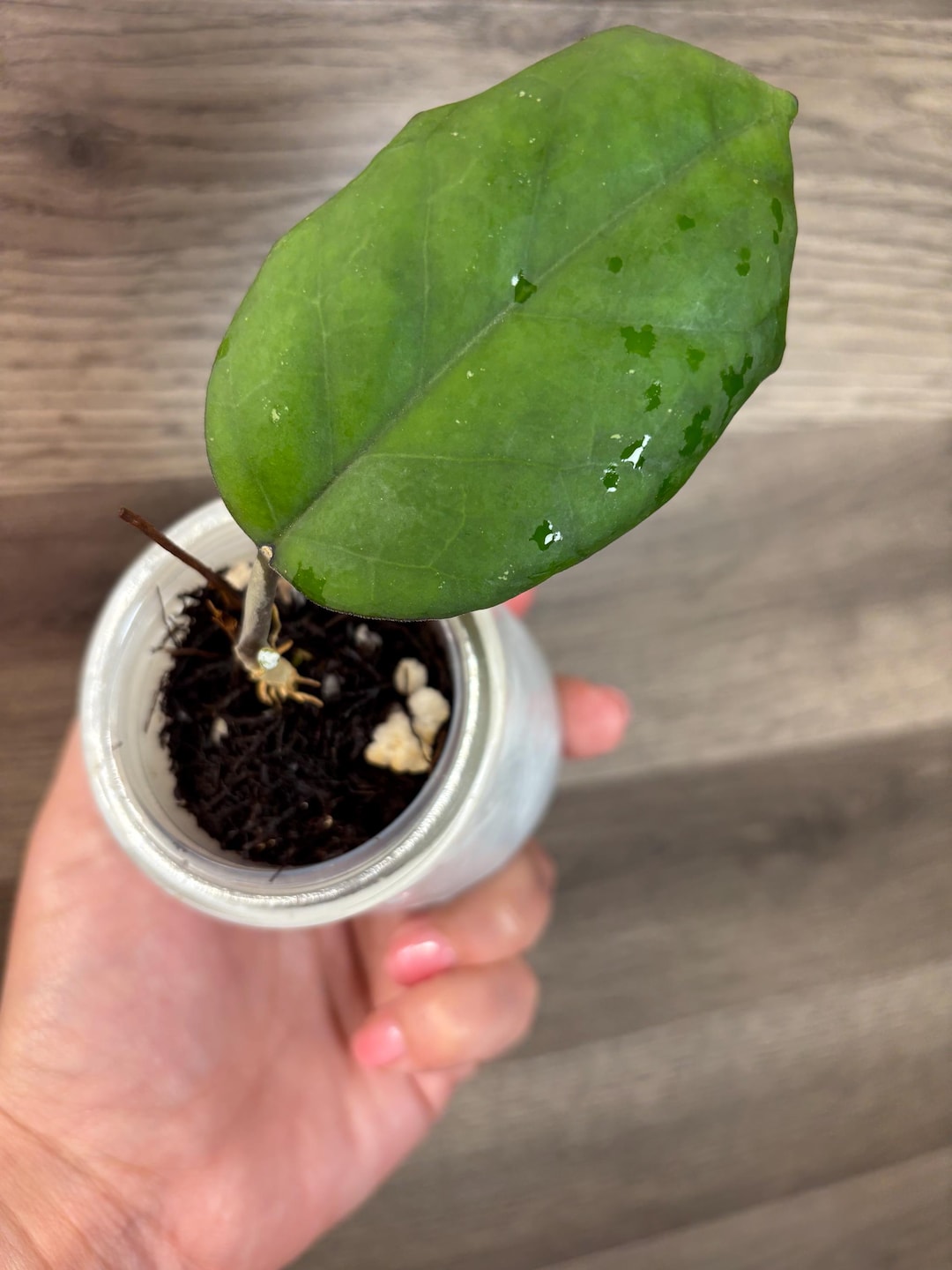 Hoya Seed 002 - Etsy
