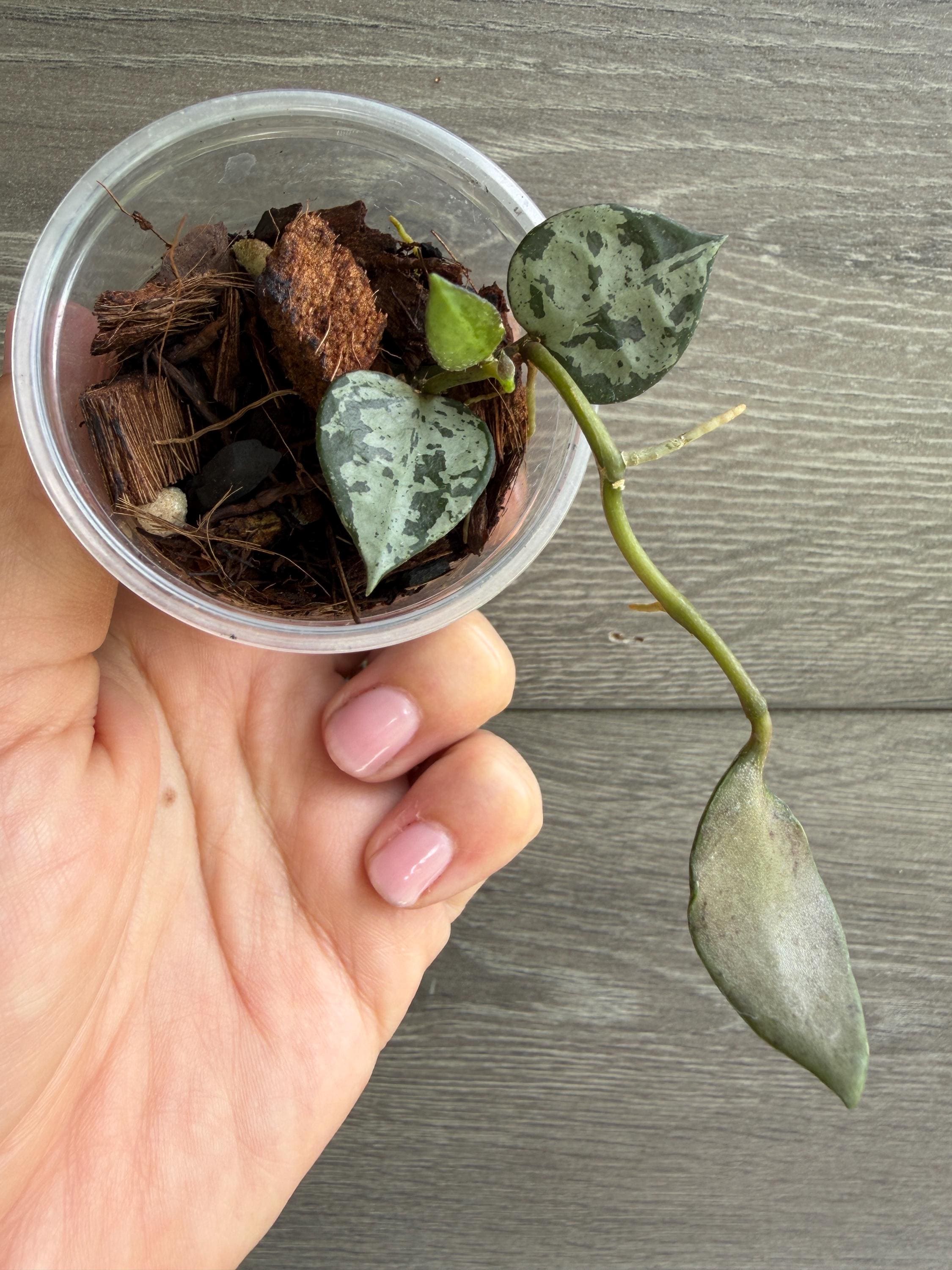 Hoya Lacunosa Green Flame - Etsy