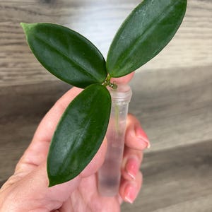 Hoya Vangviengiensis
