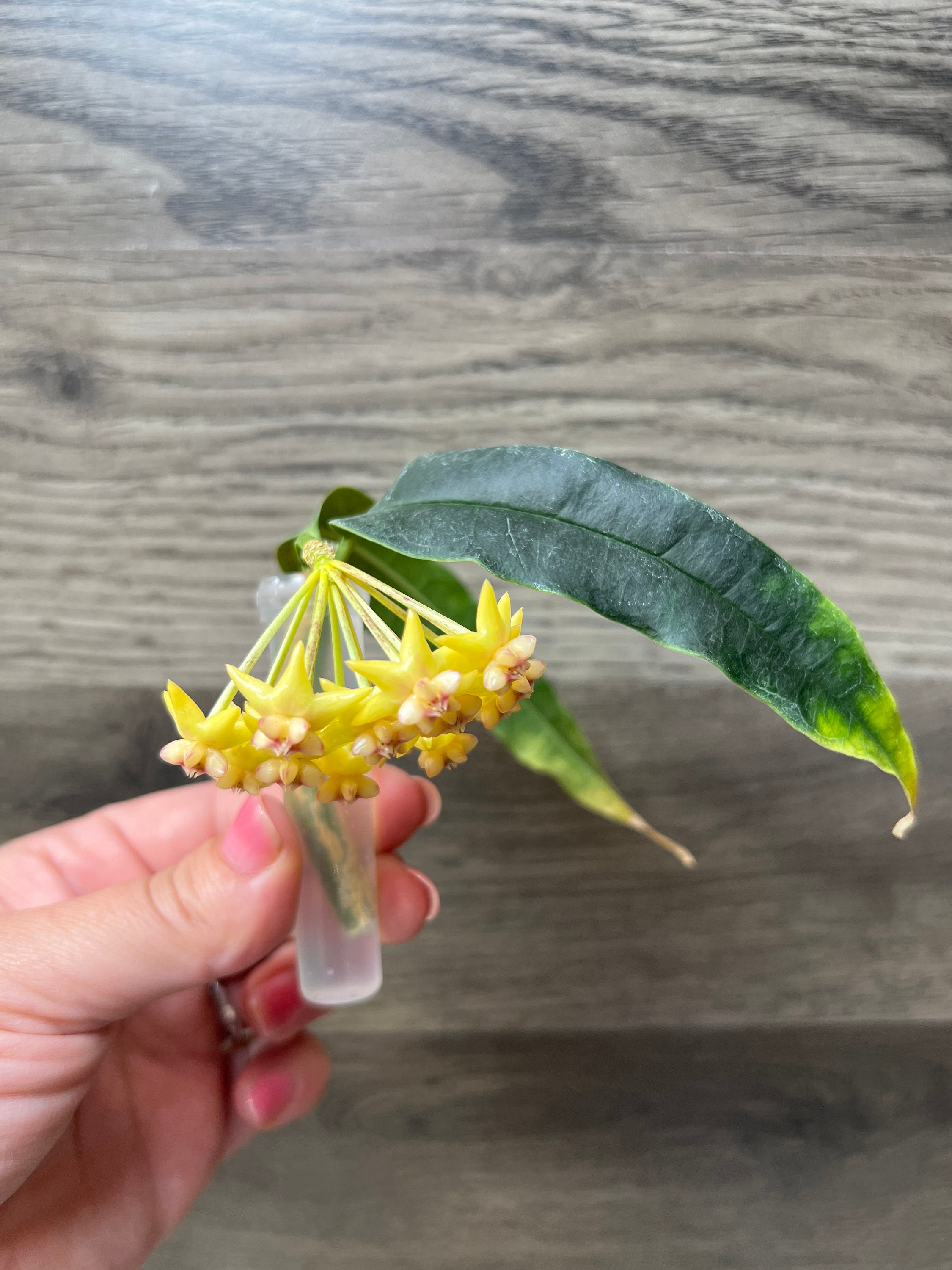 セール　珍種ホヤ Hoya platycaulis サクララン Hoya Platycaulis - Etsy
