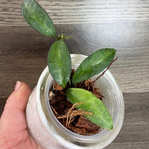 Hoya Lacunosa Peridot - Etsy