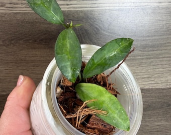 Hoya Pubicalyx RHP Outer Variegated Splash - Etsy