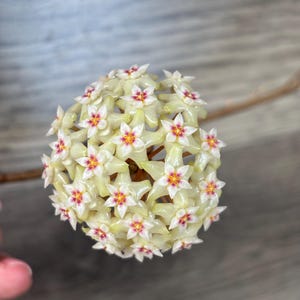 Hoya Bintulu Borneo IML1646