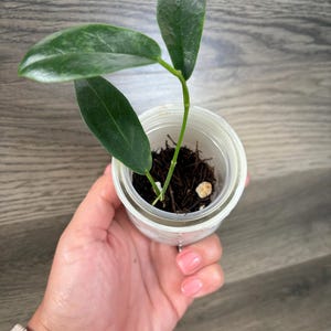 青花HOYA medinillifolia I can't believe I finally bloomed this Hoya! Hoya