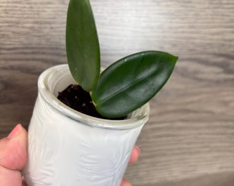 Hoya Vangviengiensis in 4.5