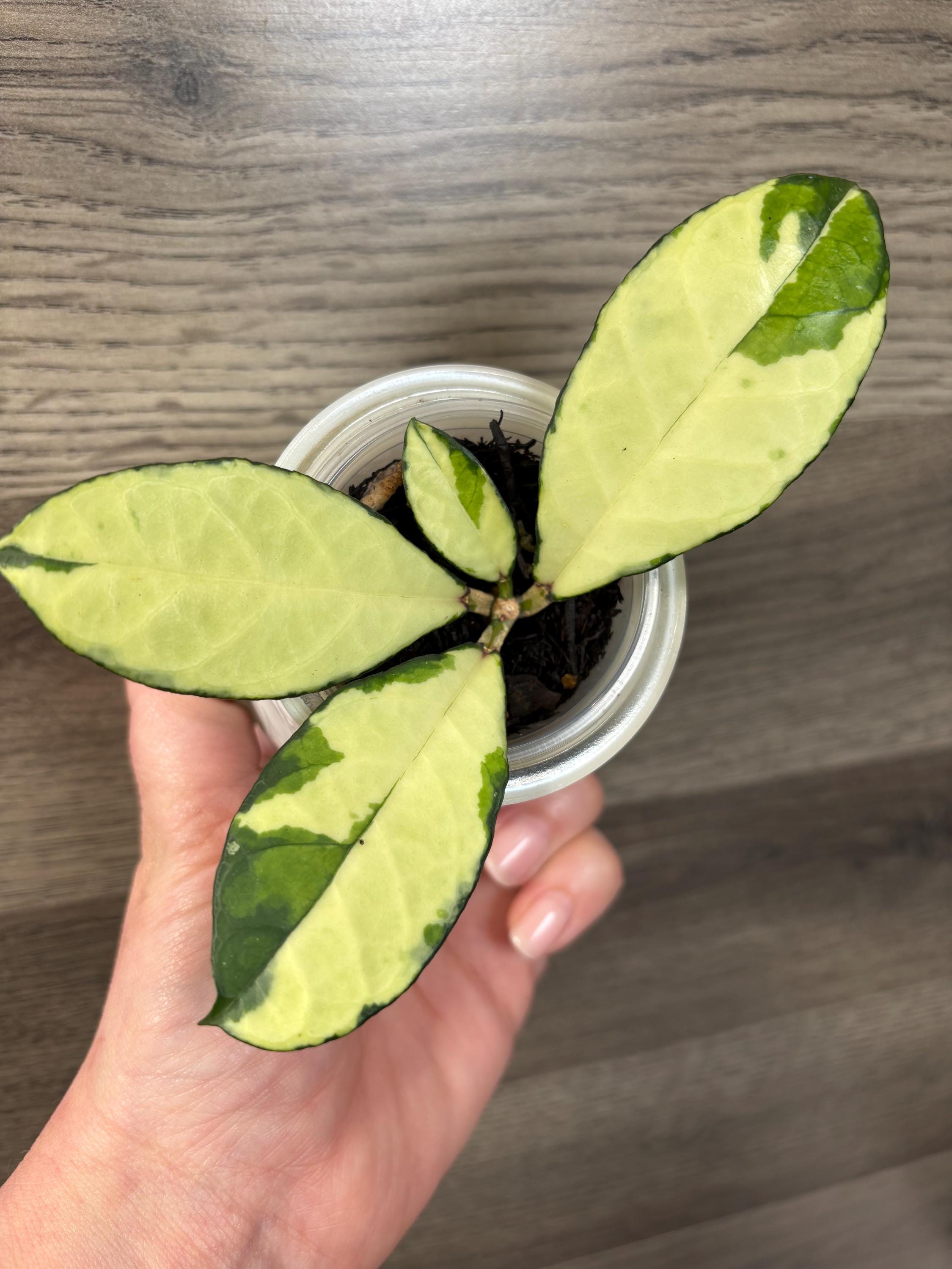 Hoya flagellata small Leaf （専用） Hoya flagellata ssp