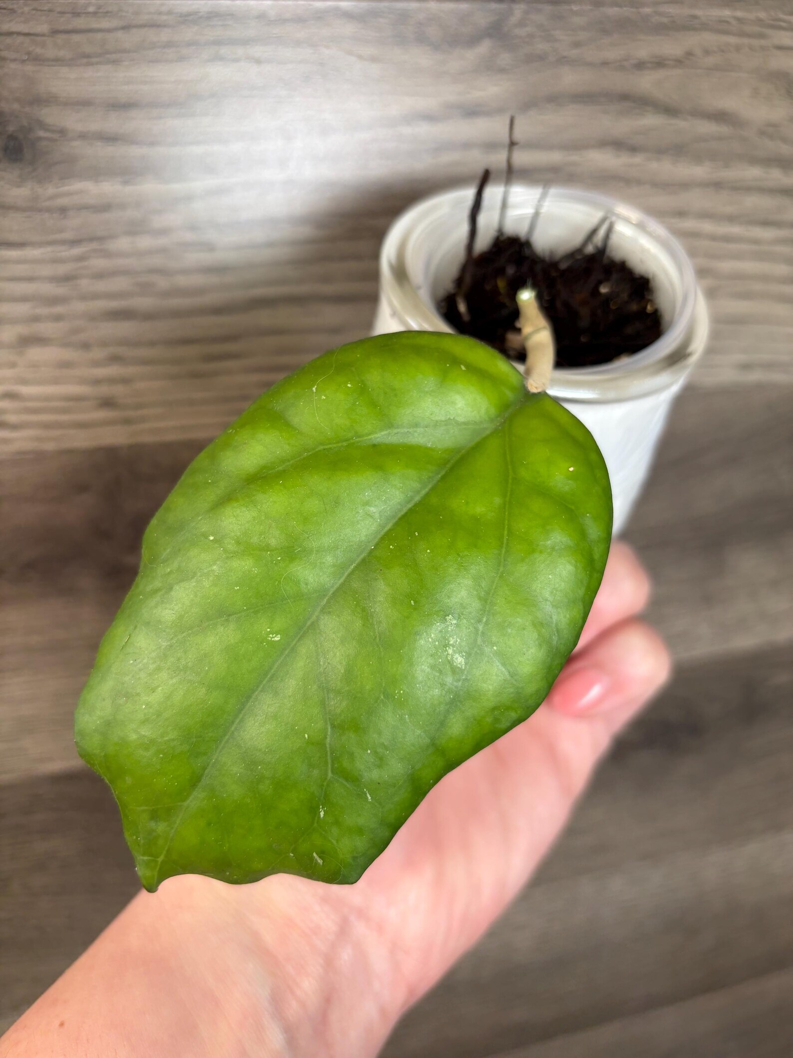 Hoya Seed 002 - Etsy