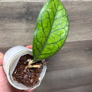 Hoya Aceh