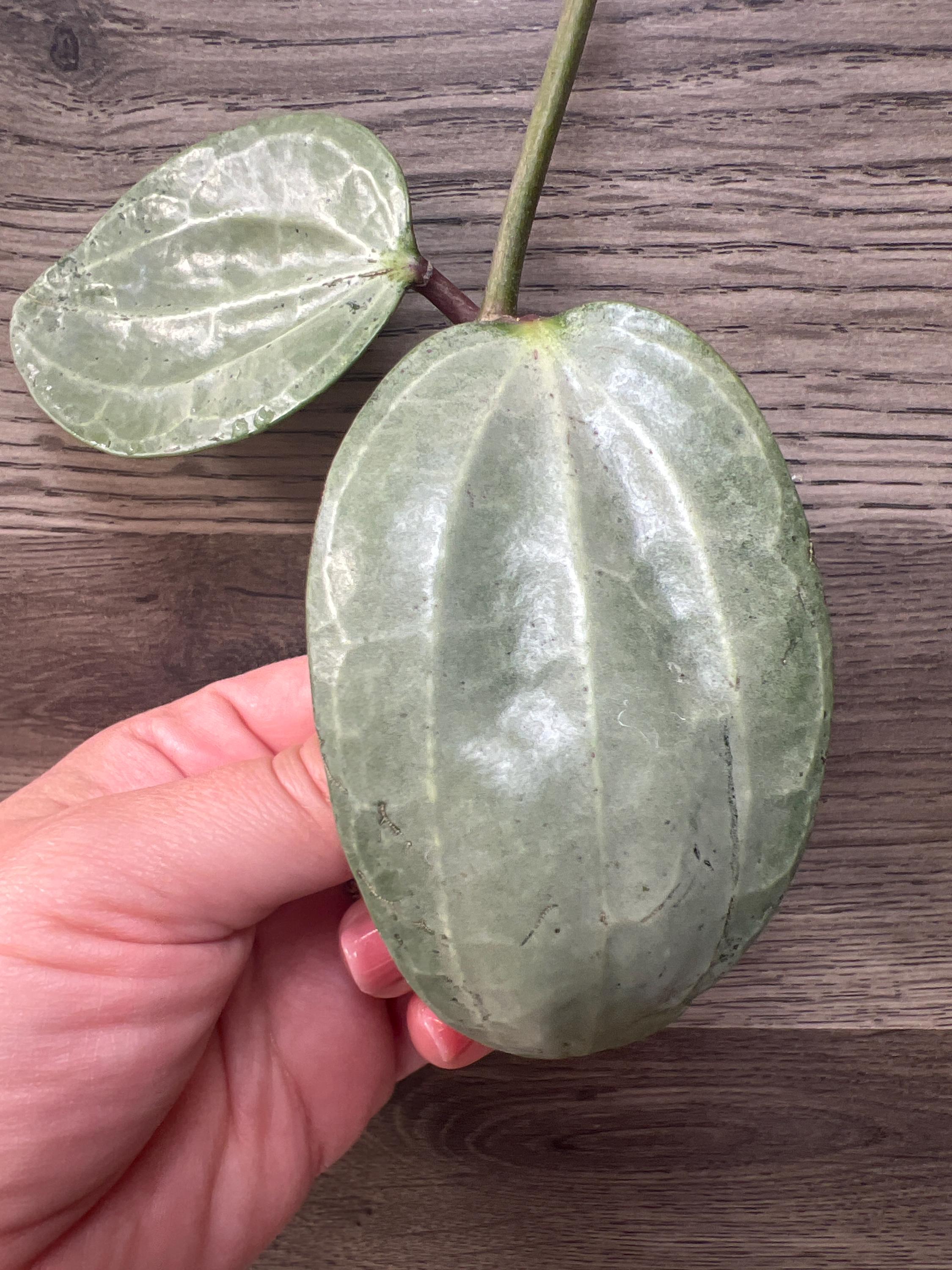 Hoya Latifolia Silver - Art Garden Flowers