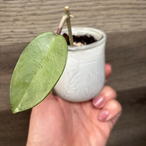Hoya Silver Dollar - Etsy