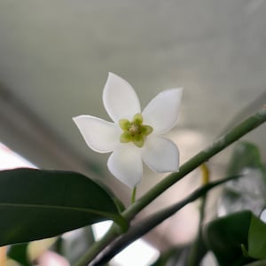 Hoya Odorata