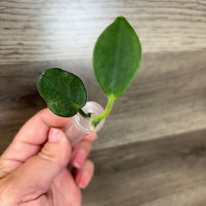 Hoya australis keysii